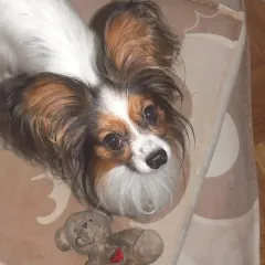 Fujifilm 3D W1 - Papillon
